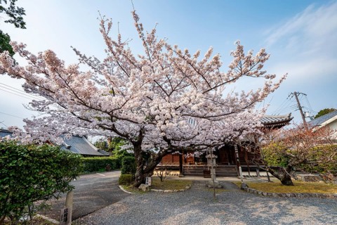 Blooming cherry tree in front of Horin-in Temple, Shinsho Gokurakuji or Shinnyo-do Temple, Japanese