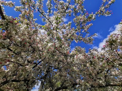 Lush treetops of an ornamental apple tree (malus) full of blossoms stretch into the sky, spring