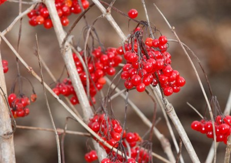 Fruits Guelder rose (Viburnum opulus), in winter, North Rhine-Westphalia, Germany