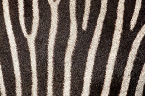 Fur pattern of a Chapman's zebra (Equus quagga chapmani). South East Africa