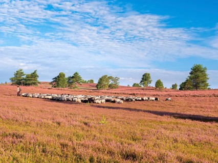 Typical heathland on Brunsberg with blooming heather and flock of sheep with shepherds, heather