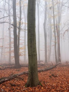 Beech forest with last colorful leaves and dead wood on the ground in autumn, thick fog,