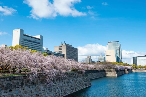 Skyscrapers and cherry blossoms on the moat with water at Osaka Castle, Chuo-ku, Osaka, Japan