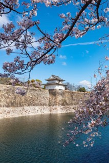 Watch tower at Osaka Castle Wall, blooming cherry trees in a moat park with water, Chuo-ku, Osaka,