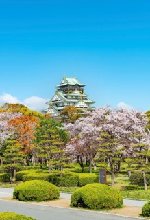Osaka castle with blooming cherry trees in the park, Osaka Castle Park, Chuo-ku, Osaka, Japan