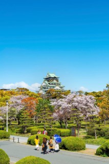 Osaka castle with blooming cherry trees in the park, visitors on a path through Osaka Castle Park,