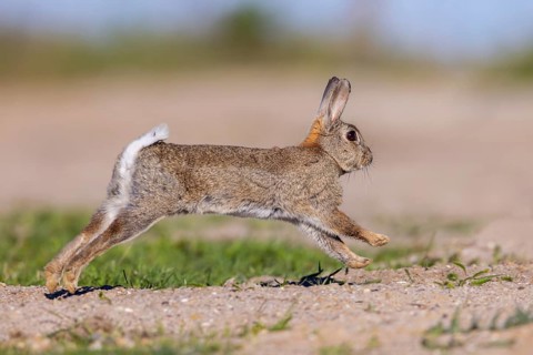European rabbit, common rabbit (Oryctolagus cuniculus) running in the dunes at dawn in spring