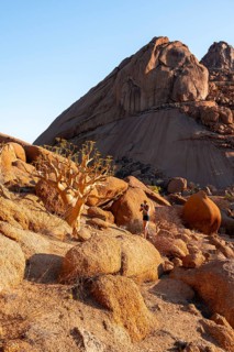 Bottle tree (Cyphostemma currorii) in the dry desert landscape with rocks, Spitzkoppe, Namibia
