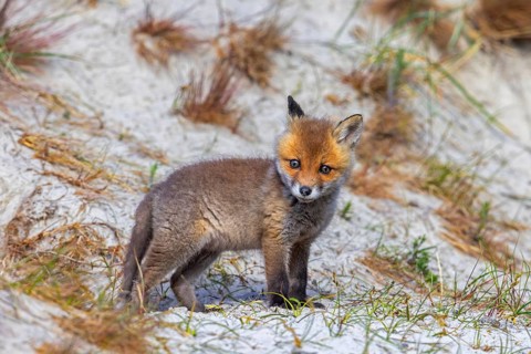 Young red fox (Vulpes vulpes) kit / cub near burrow / den in the sand dunes along the coast in