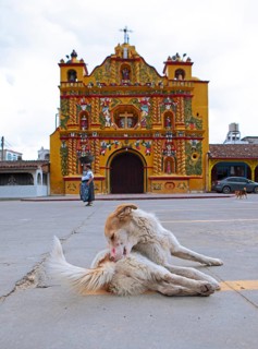 Street dog grooming on the street, San Andrés Xecul church in the highlands, Totonicapán