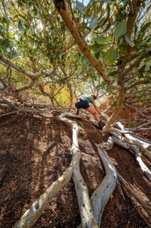 Tangled roots and trees with a person in sunlight, climbing away to Spitzkoppe, Erongo, Namibia