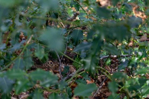 The young European hare (Lepus europaeus) cannot be seen with the naked eye, camouflage,