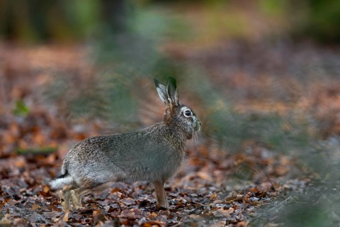 A hare (Lepus europaeus) suddenly appears in front of my hiding place, a healed injury on the