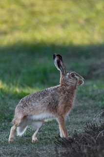 At the last moment, the hare (Lepus europaeus) has spotted the photographer, pauses for a moment