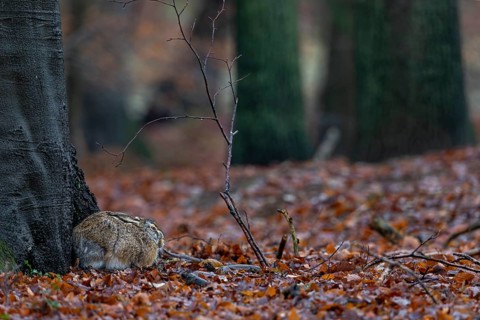 The brown hare (Lepus europaeus) is clearly recognisable in this photo, yet every forest walker