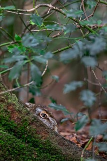 European hare (Lepus europaeus) in the mug at the root of a copper beech, camouflage, protection,