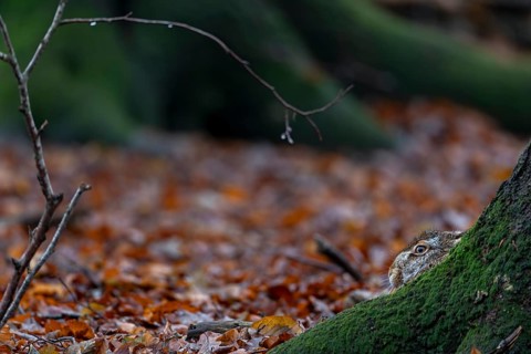 Only a part of the head of the European hare (Lepus europaeus) protrudes above the tree root,