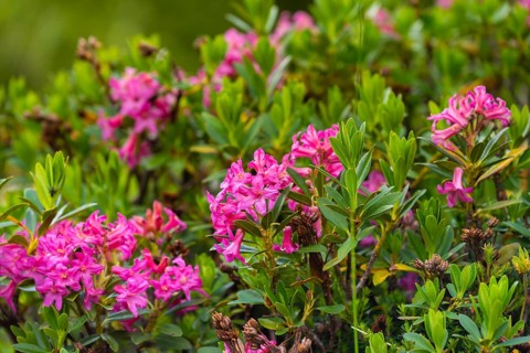 Rosa alpine roses, alpine flower, Brenta Dolomites, Trentino, Italy