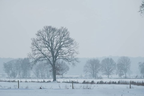 View of snow-covered fields on a tree, Bolsehle, Nienburg, Lower Saxony, Germany