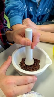 Westerberg, Osnabrück, Lower Saxony, Germany, Two hands crush cocoa beans in a white mortar with a