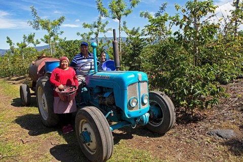 Guatemalan coffee pickers on a coffee plantation in the highlands near Antigua, Sacatepéquez