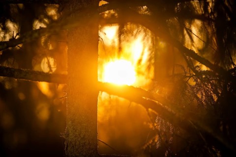 Rays of the rising winter sun penetrate the thick branches of a conifer tree, create a warm
