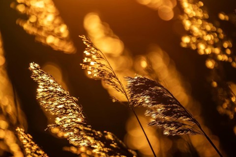 Grasses at sunset with warm golden yellow bokeh, corpostrom, corpo or corppo, southwestern