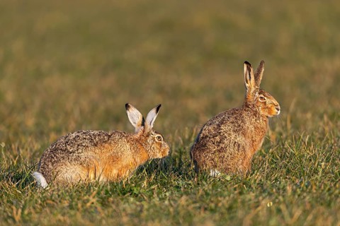 A buck cautiously approaches the fieldfare (Lepus europaeus) from behind, mating season, morning