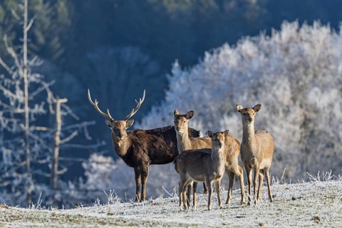 A herd of Japanese sika deer (Cervus nippon nippon) stands on a frost-covered meadow in hilly