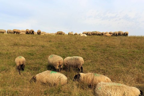 Sheep grazing on dike, flock of sheep, dike lambs, herding dogs, landscape management, coastal