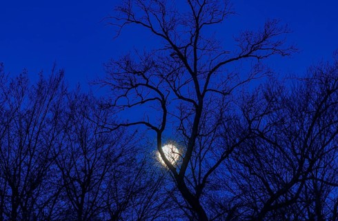 Full moon between bare trees, Upper Austria