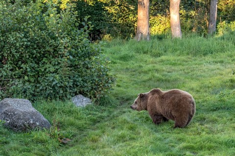 European brown bear (Ursus arctos) standing on a meadow at the edge of a forest in the evening