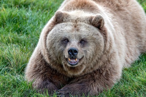 European brown bear (Ursus arctos) resting relaxed in a meadow with its mouth open, showing its