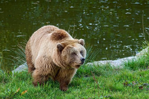 European brown bear (Ursus arctos) running on a meadow on the shore of a pond, Poing Wildlife Park,