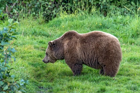 European brown bear (Ursus arctos) standing on a meadow at the edge of the forest, Poing Wildlife