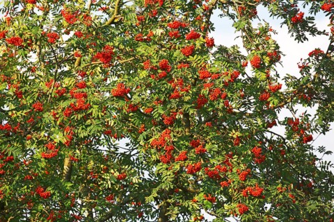Mountain ash (Sorbus aucuparia) also known as rowan with fruit, Schleswig-Holstein, Germany