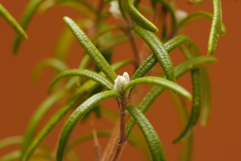 Rosemary (Rosmarinus officinalis), twigs with young, very hairy leaves, in the studio, North