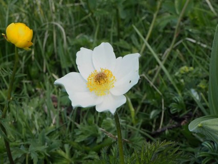 White flower with yellow centre, alpine pasqueflower (Pulsatilla alpina), in the midst of green