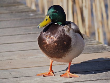 A male mallard duck (Anas platyrhynchos) stands on a footbridge in the sunlight and observes the