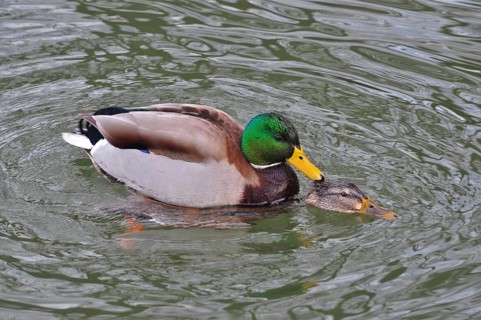 Two ducks, mallards (Anas platyrhynchos), mating on a calm lake. Pfäffikersee, Pfäffikon, Canton