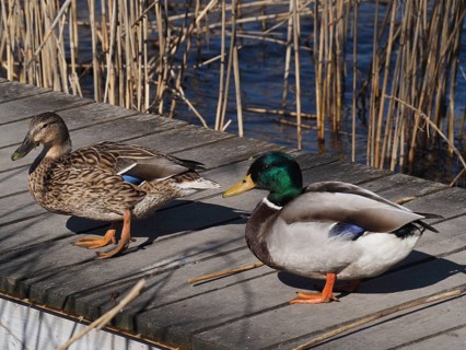A pair of ducks, mallards (Anas platyrhynchos), resting on a jetty surrounded by reeds. Lake