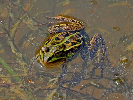 A camouflaged frog, Pool frog (Pelophylax lessonae), in muddy water surrounded by algae and natural