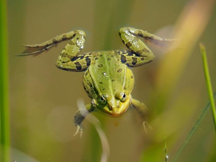 A green frog, Pool frog (Pelophylax lessonae), swimming in the water, its legs stretched out,