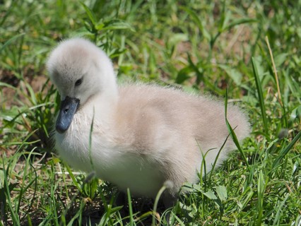 A fluffy mute swan (Cygnus olor) chick in the grass. Lake Hallwil, Canton Aargau, Switzerland
