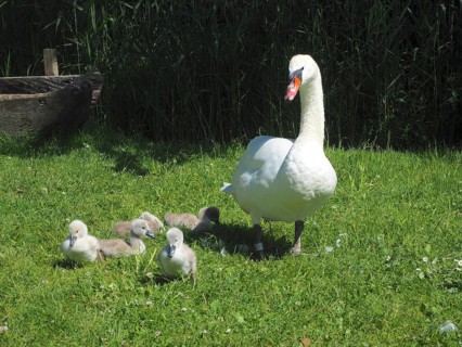 A swan, Mute Swan (Cygnus olor), with chicks on a green meadow. Lake Hallwil, Canton Aargau,