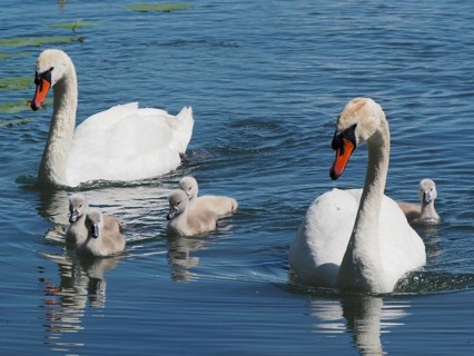 Two swans, Mute Swan (Cygnus olor), with their chicks swimming in the water. Lake Hallwil, Canton