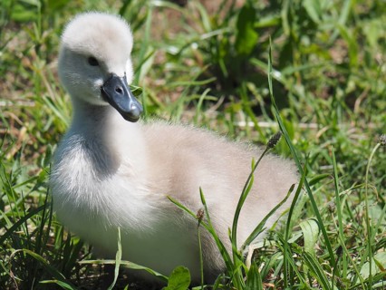 An adorable chick, Mute Swan (Cygnus olor), sits in the grass. Lake Hallwil, Canton Aargau,