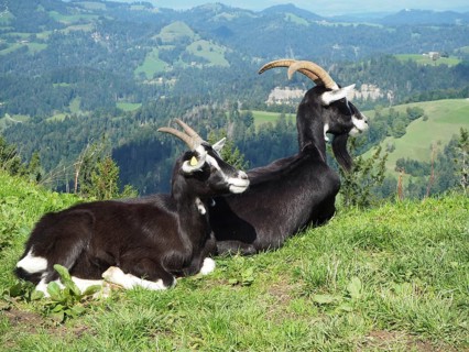 Two goats, domestic goat (Capra aegagrus hircus), relaxing on a green mountain meadow with a wide