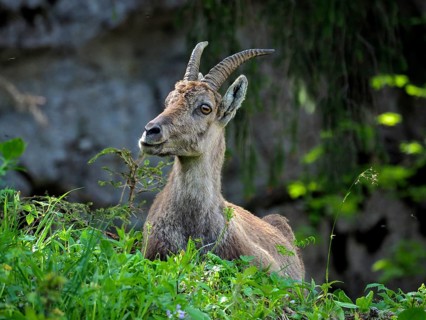Ibex, Alpine ibex (Capra ibex), looking out of greenery, rock in the background. Creux du Van,