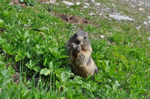 Marmot, Alpine marmot (Marmota marmota), in a green meadow in alpine surroundings. Goms, Canton